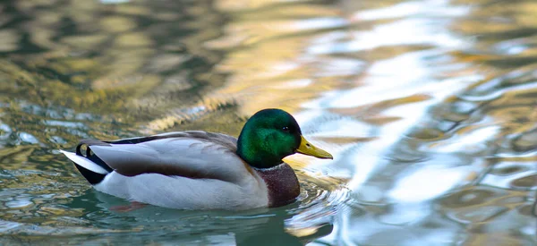 Mallard Duck Anas Platyrhynchos Wimming Pond — стоковое фото