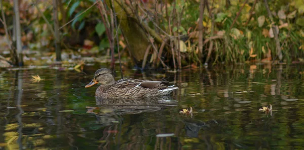 Female Mallard Duck Swimming Pond While Looking Food — Fotografia de Stock
