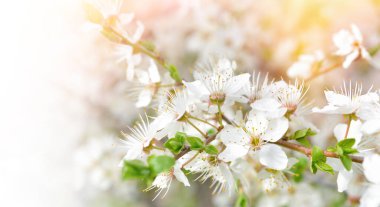 Çiçek açan kirazların güzel dalları. Güzel soyut bahar arkaplanı.