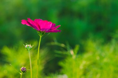 Bulanık ve yumuşak güzel pembe kozmos çiçekleri