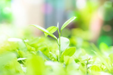 Bulanık ve yumuşak, güzel yeşil yapraklar arka plan