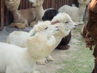 Çiftlikteki Alpaca veya Vicugna Pacos