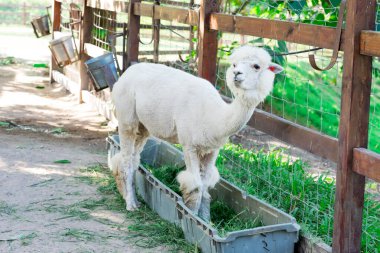 Çiftlikteki Alpaca veya Vicugna Pacos