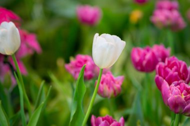 Güzel beyaz lale bitkileri