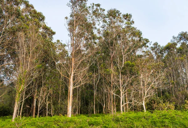 Stock image View of a forest with eucalyptus plantation and very leafy ferns in spring, in Asturias, Spain.