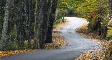 Sonbaharda ağaçlar ve bitki örtüsü arasındaki ıssız yol.