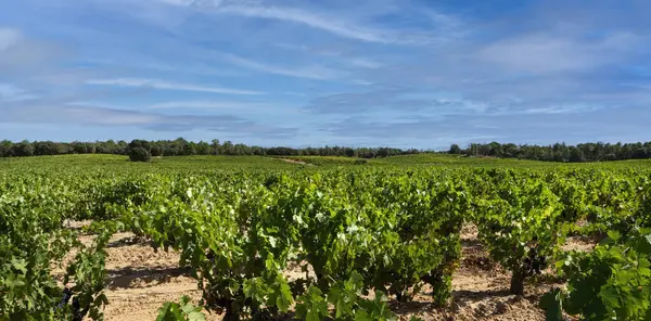 Castilla 'daki Ribera del Duero bölgesinde mavi gökyüzü ve beyaz bulutlu üzüm bağları..