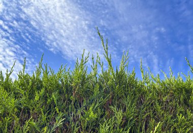 Image of very green arizonica in foreground with blue sky and clouds. Shallow depth of field. clipart