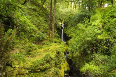 Yeşilin tonlarında yemyeşil bir bitki örtüsü ve görüntünün merkezinde İrlanda 'da küçük bir şelale var..