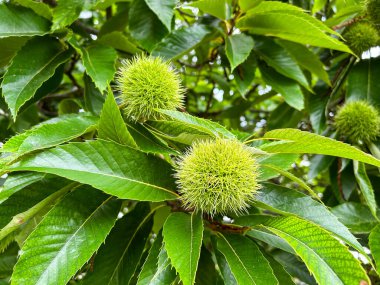 Yazın yeşil yapraklı organik kestane..