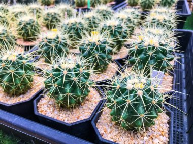 Bebek odasında güzel bir kaktüs.