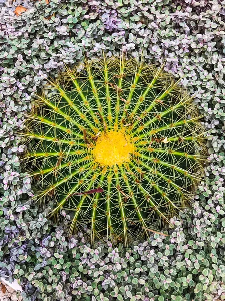 Vakker Kaktus Barnerommet – stockfoto