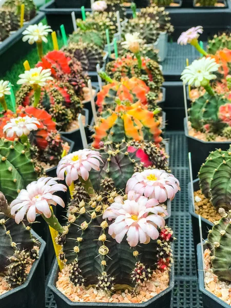 Stock image Beautiful cactus in the nursery.