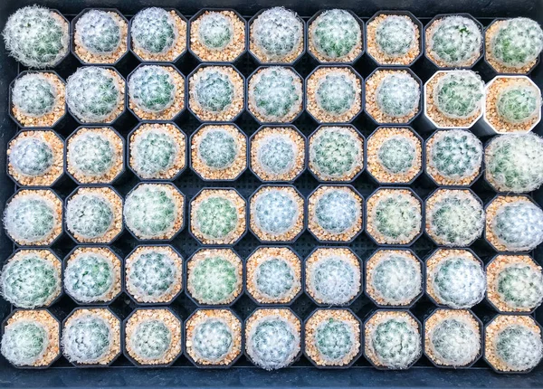 Hermoso Cactus Vivero —  Fotos de Stock