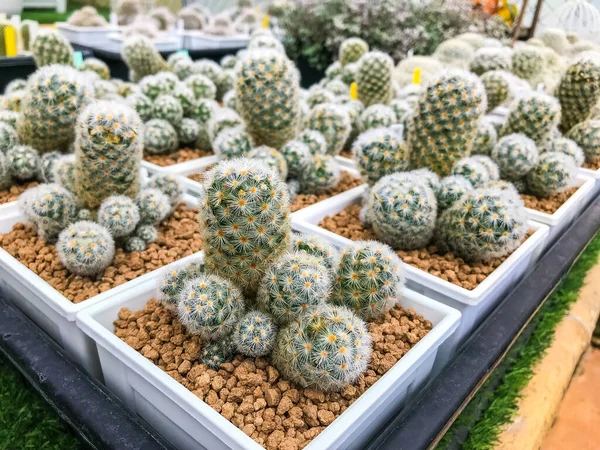 Gyönyörű Kaktuszok Gyerekszobában — Stock Fotó