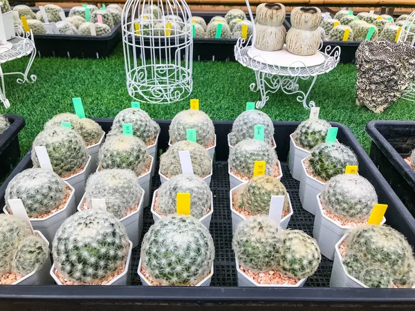 Hermoso Cactus Vivero — Foto de Stock