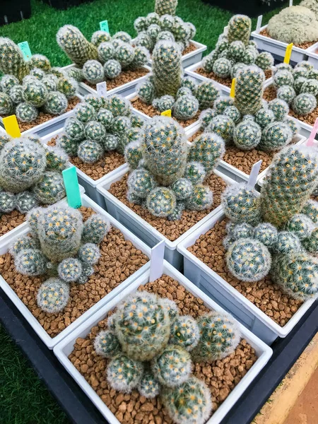 Hermoso Cactus Vivero — Foto de Stock