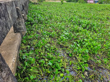 Tayland 'da su kanallarını tıkayan ot çoğunlukla su sümbülüdür..