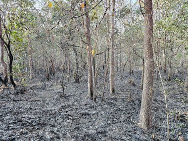 Tayland 'da orman yangını, hava kirliliği.
