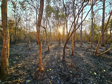 Tayland 'da orman yangını, hava kirliliği.