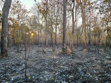 Tayland 'da orman yangını, hava kirliliği.