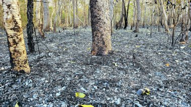 Tayland 'da orman yangını, hava kirliliği.