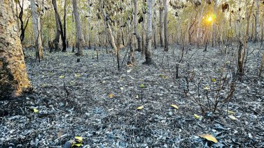 Tayland 'da orman yangını, hava kirliliği.