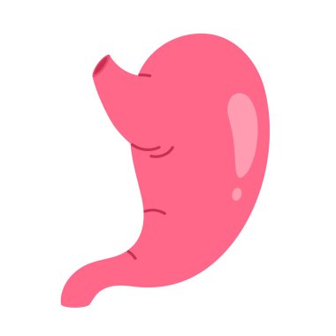 İnsan midesi. Sindirim sisteminin iç organı. Vücut anatomisi, sağlık ve tıp konsepti. Çizgi film tarzında izole vektör illüstrasyonu