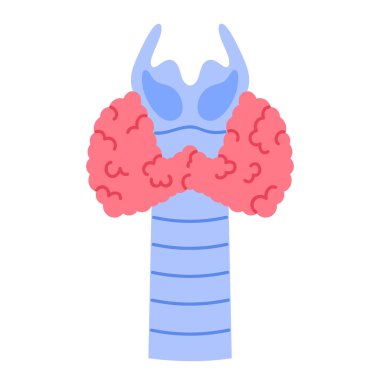  Human thyroid gland with trachea. Internal organ of endocrine system. Body anatomy, healthcare and medicine concept. Isolated vector illustration in cartoon style