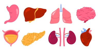 İnsan iç organları seti. Mide, karaciğer, akciğer, beyin, mesane, pankreas, böbrekler, kalp. Vücut anatomisi, biyoloji ve tıp konsepti. Çizgi film tarzında izole vektör illüstrasyonu