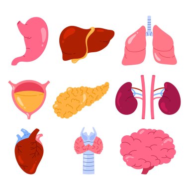 İnsan iç organları seti. Mide, karaciğer, akciğer, beyin, mesane, pankreas, böbrekler, kalp. Vücut anatomisi, biyoloji ve tıp konsepti. Çizgi film tarzında izole vektör illüstrasyonu