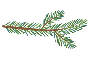 Christmas Larch, Pine, ladin dalı, her zaman yeşil ağaç, köknar, vektör ikonu, kış bitkileri, yeni yıl ağacı, bayram süsü. El çizimi illüstrasyon.