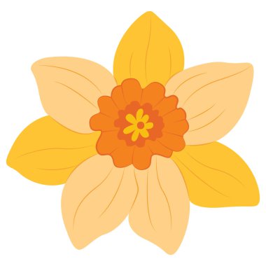 Sarı Narcissus. Nergis çiçekli botanik çiçeği. Vahşi bahar yapraklı kır çiçeği izole edilmiş. Vektör illüstrasyonu. 