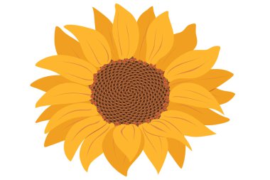 Şeffaf arkaplan vektör illüstrasyonunda ayçiçeği simgesi izole edildi. Güzel el çizimi çiçek. Vektör illüstrasyonu
