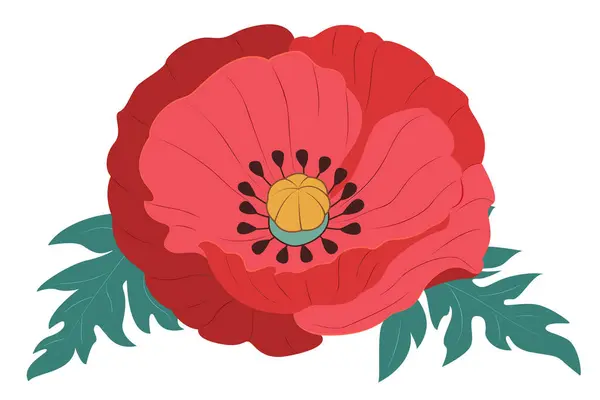 Poppy flower. Summer flowers. Vector red poppies isolated. Vector illustration.