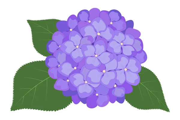 Hydrangea flowers. Vector stock illustration eps10. Transparent background, isolated.
