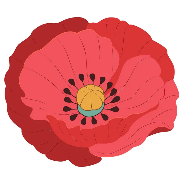 Poppy flower. Summer flowers. Vector red poppies isolated. Vector illustration.