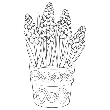 Muscari in a pot outline icons. Black and white Muscari. Coloring page for kids and adults. Vector illustration