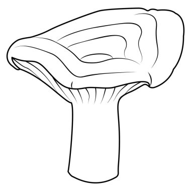 Süt mantarları siyah beyaz izole edilmiş. Eski model. Çocuklar ve yetişkinler için boyama sayfası. Vektör illüstrasyonu.