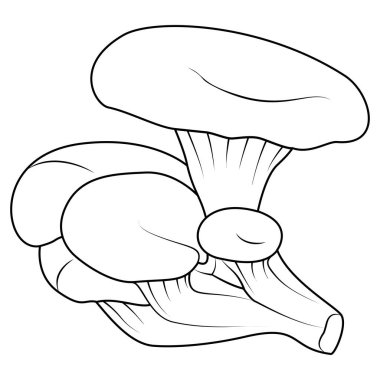 İstiridye mantarı. Siyah ve beyaz izole edilmiş. Eski model. Boyama sayfası. Vektör illüstrasyonu.