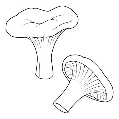 Chanterelles Mushrooms Black and white isolated. Vintage. Coloring page. Vector illustration.