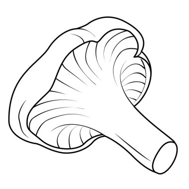 Chanterelles Mushrooms Black and white isolated. Vintage. Coloring page. Vector illustration.