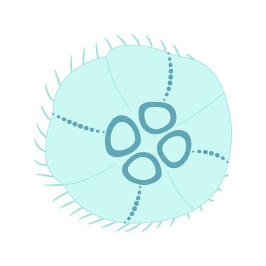 Çizgi film denizanası düz stili. Medusa vektör çizimi. Modern düz resimli denizanası beyaz arka planda izole edilmiş. Vektör illüstrasyonu