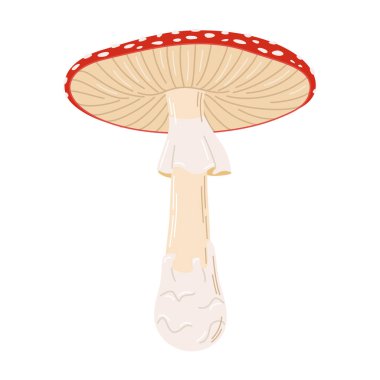 Fly agaric red poison mushroom. Hand drawn Amanita muscaria. Hallucinogenic, psychedelic forest mushroom. Trendy flat style magic fungus isolated on white. Vector illustration clipart