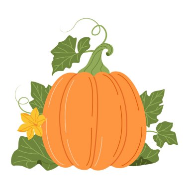 Üzümlü ve yapraklı balkabağı. Renkli balkabağı, çiçek ve yapraklarla çiçek aranjmanı yapın. El çizimi düz stil, şeffaf. Mevsimlik hasat Cucurbita bitkisi. Vektör illüstrasyonu