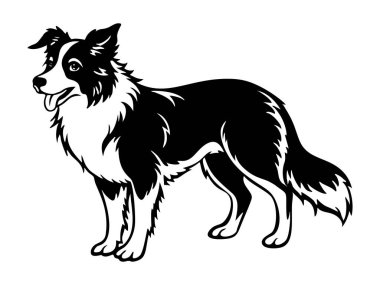 Border Collie Black ve White logosu, köpek tüm vücut silueti, gravür stili. Evcil hayvan karakteri. Vektör illüstrasyonu