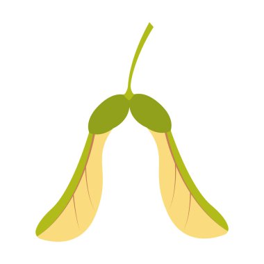 Akçaağaç tohumu. El çizimi modaya uygun düz stil beyaz arka planda izole. Vektör illüstrasyonu.