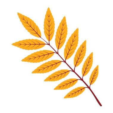 Sonbahar horozu yaprağı. El yapımı moda düz stil izole edilmiş. Sonbahar yaprağı, altın mevsim. Vektör illüstrasyonu