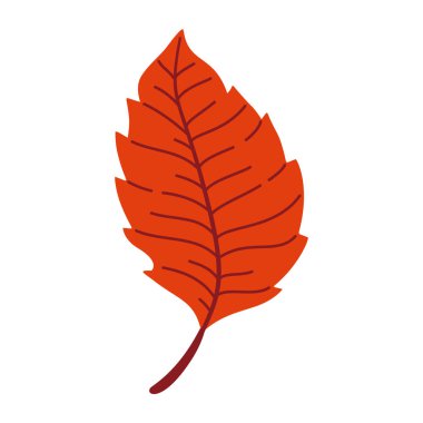 Sonbahar karaağaç yaprağı. El yapımı moda düz stil izole edilmiş. Sonbahar yaprağı, altın mevsim. Vektör illüstrasyonu