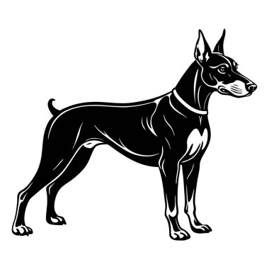 Doberman köpek ikonu. Siyah beyaz logo, köpek silueti, gravür stili. Evcil hayvan karakteri. Vektör illüstrasyonu